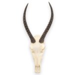 Real Blesbok Skull – Female