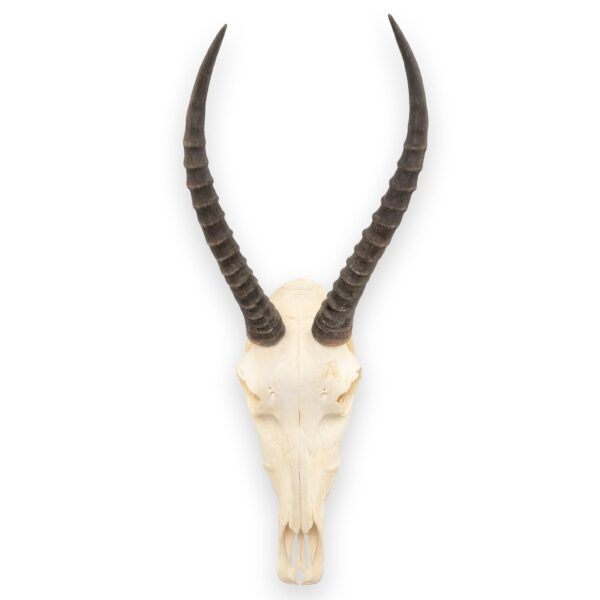 Real Blesbok Skull – Female