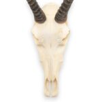 Real Blesbok Skull – Female