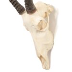 Real Blesbok Skull – Female