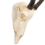 Real Blesbok Skull – Female