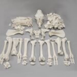 Real Camel Skeleton