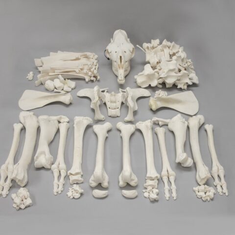 Real Camel Skeleton