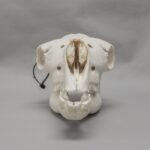 Real Camel Skeleton