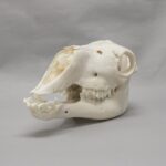 Real Camel Skeleton