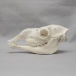 Real Camel Skeleton