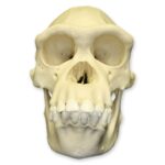 Replica Chimpanzee Skull – Female