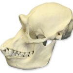 Replica Chimpanzee Skull – Female