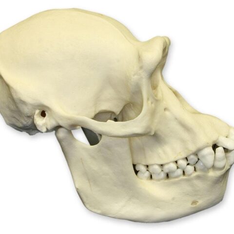 Replica Chimpanzee Skull - Female