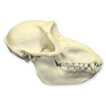 Replica Mandrill Baboon Skull – Female
