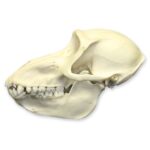 Replica Mandrill Baboon Skull – Female
