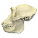 Replica Lowland Gorilla Skull – Female