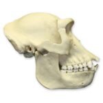 Replica Lowland Gorilla Skull – Female