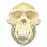 Replica Chimpanzee Skull – Male