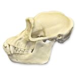 Replica Chimpanzee Skull – Male