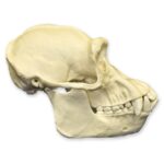 Replica Chimpanzee Skull – Male