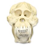 Replica Sumatran Orangutan Skull – Male