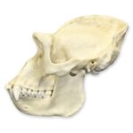 Replica Lowland Gorilla Skull – Male