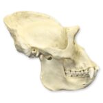 Replica Lowland Gorilla Skull – Male