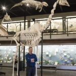 Real Southern Giraffe Skeleton – Articulated (13’7″)