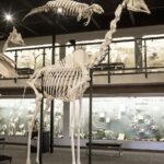 Real Southern Giraffe Skeleton – Articulated (13’7″)