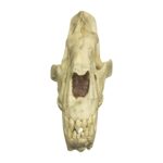 Replica Sabertooth Cat Skull (Homotherium crenatidens)