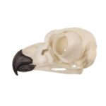 Replica Great Horned Owl Skull