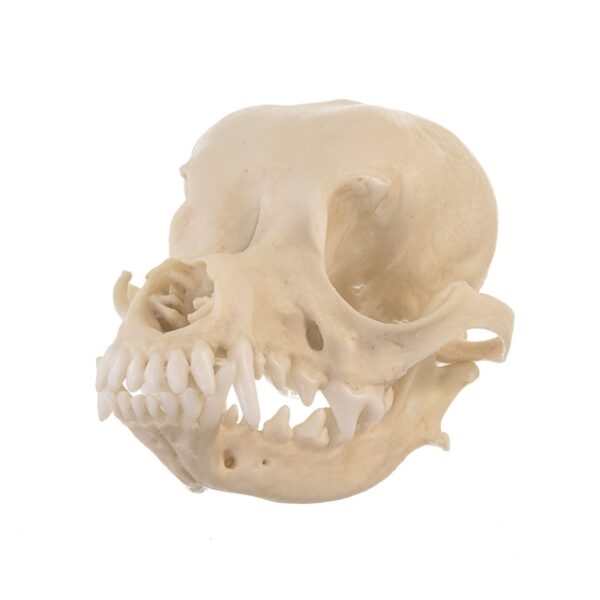 Replica Domestic Dog Skull – Deer Head Chihuahua