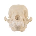 Replica Domestic Dog Skull – Deer Head Chihuahua