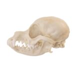 Replica Domestic Dog Skull – Deer Head Chihuahua