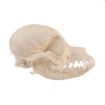 Replica Domestic Dog Skull – Deer Head Chihuahua