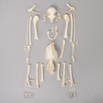 Real Bonelli’s Eagle Skeleton