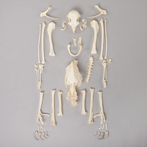 Real Bonelli's Eagle Skeleton
