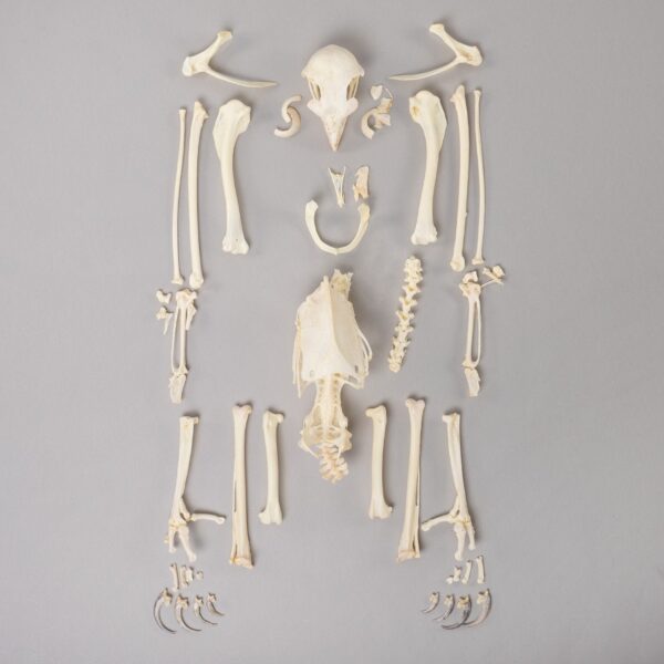Real Bonelli’s Eagle Skeleton