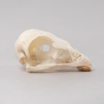 Real Bonelli’s Eagle Skeleton