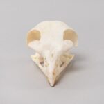 Real Bonelli’s Eagle Skeleton