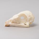 Real Bonelli’s Eagle Skeleton