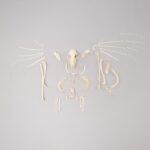 Real Hammerhead Fruit Bat Skeleton – Female
