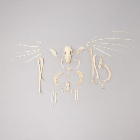 Real Hammerhead Fruit Bat Skeleton - Female