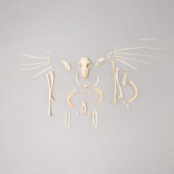 Real Hammerhead Fruit Bat Skeleton – Female