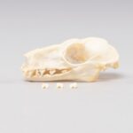 Real Hammerhead Fruit Bat Skeleton – Female
