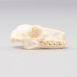 Real Hammerhead Fruit Bat Skeleton – Female