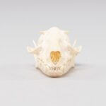 Real Hammerhead Fruit Bat Skeleton – Female