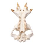 Replica Hippopotamus Skull