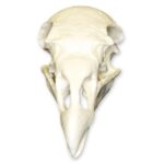 Replica Turkey Vulture Skull