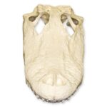 Replica American Alligator Skull (11.5 in.)