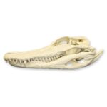 Replica American Alligator Skull (11.5 in.)