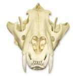 Replica Siberian Tiger Skull – Male