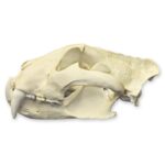 Replica Siberian Tiger Skull – Male