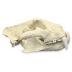 Replica Siberian Tiger Skull – Male